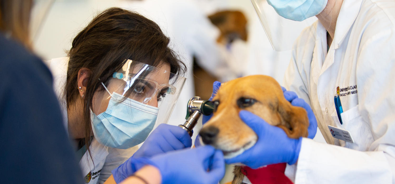 How To Teach Veterinary Medicine In COVID-19 Times | News | University ...